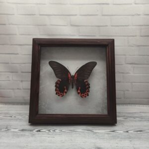 Метелик в рамці Papilio rumanzovia (низ)