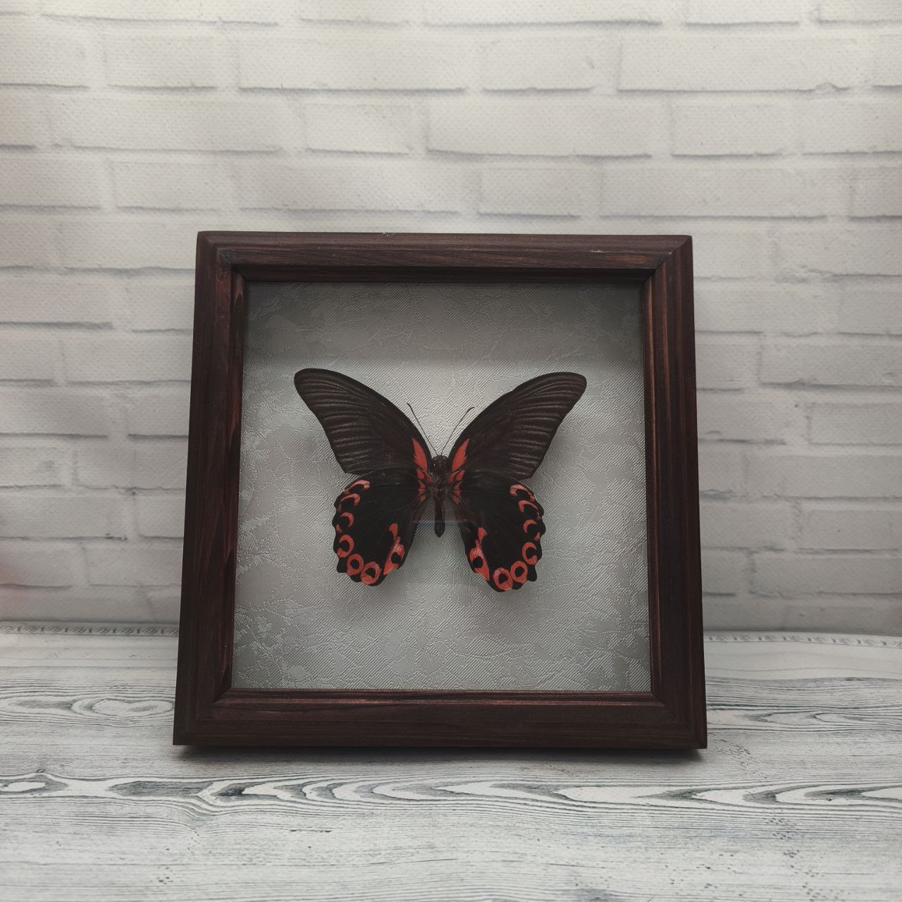 Метелик в рамці Papilio rumanzovia (низ)