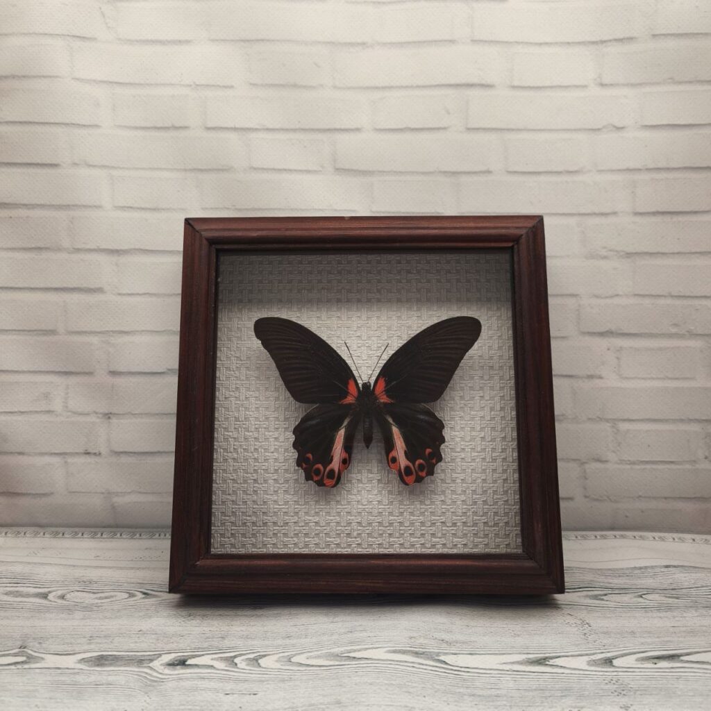 Метелик в рамці Papilio rumanzovia f