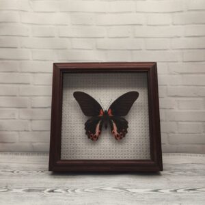 Метелик в рамці Papilio rumanzovia f