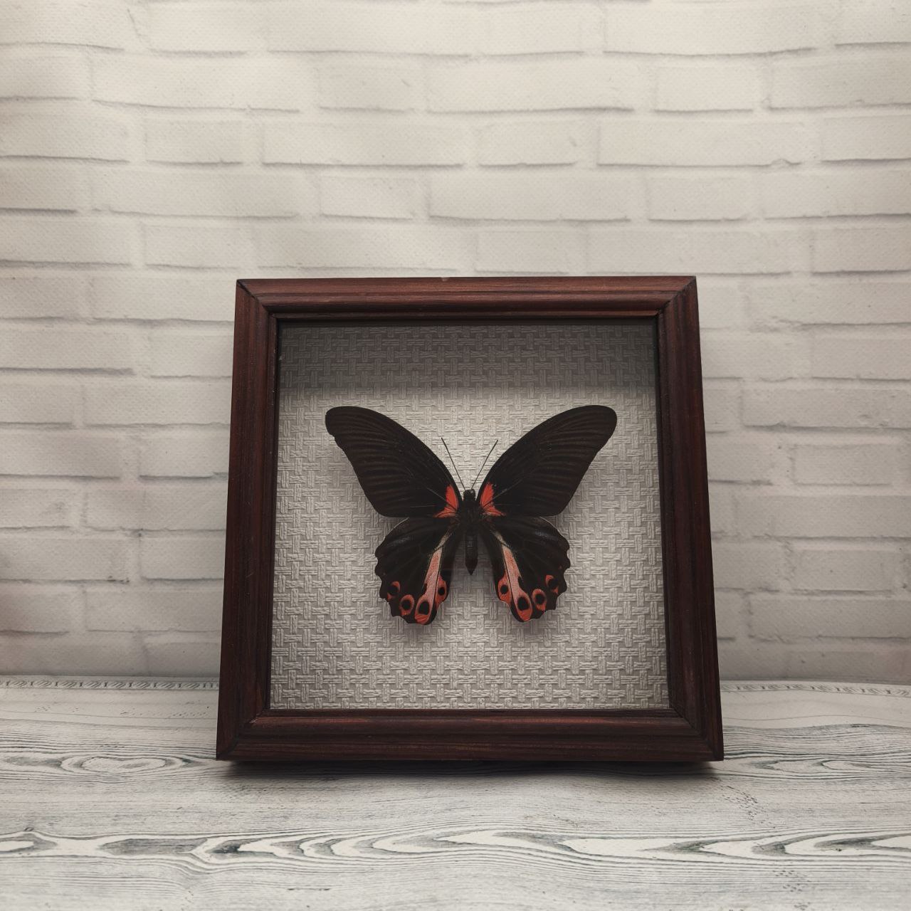 Метелик в рамці Papilio rumanzovia f
