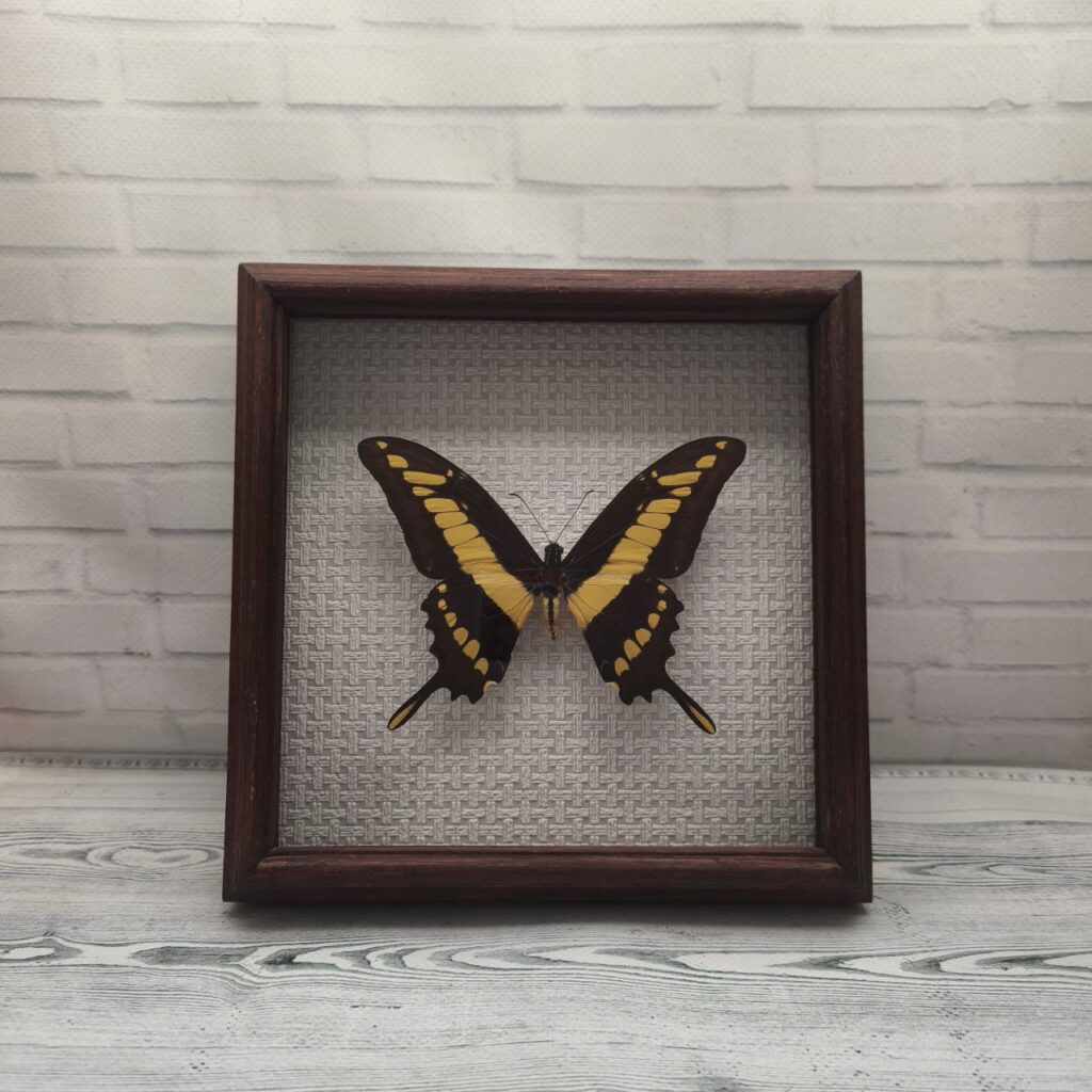 Метелик в рамці Papilio thoas