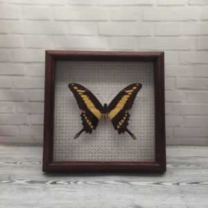 Метелик в рамці Papilio thoas