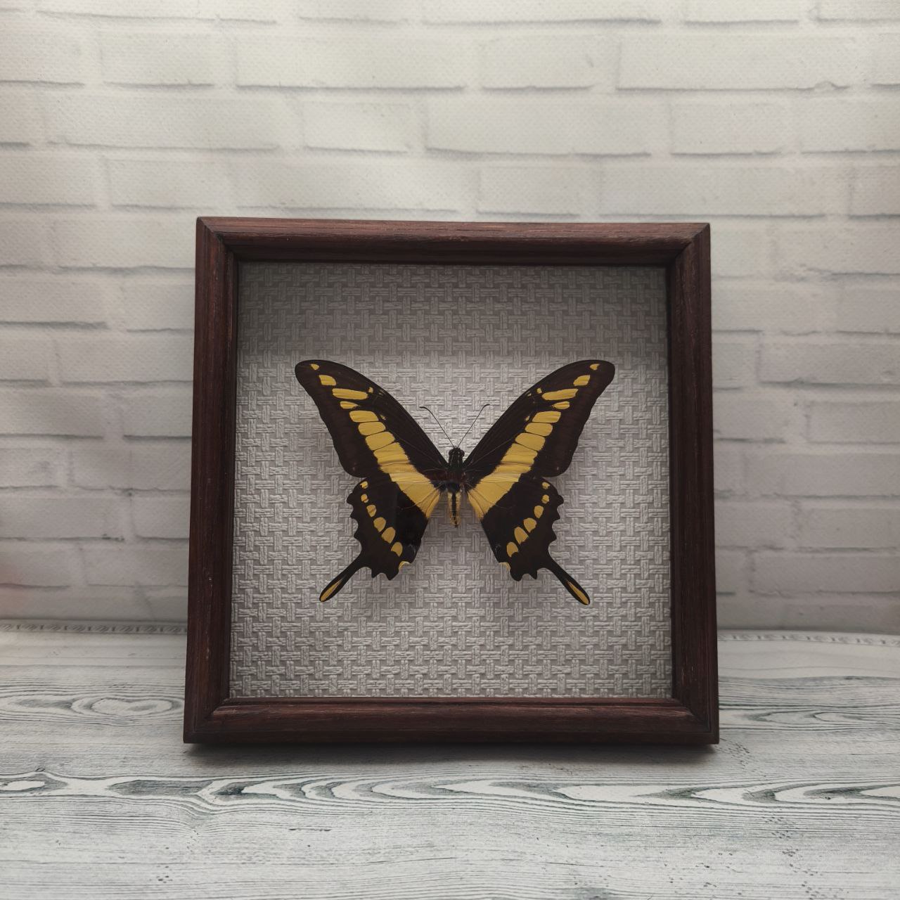 Метелик в рамці Papilio thoas