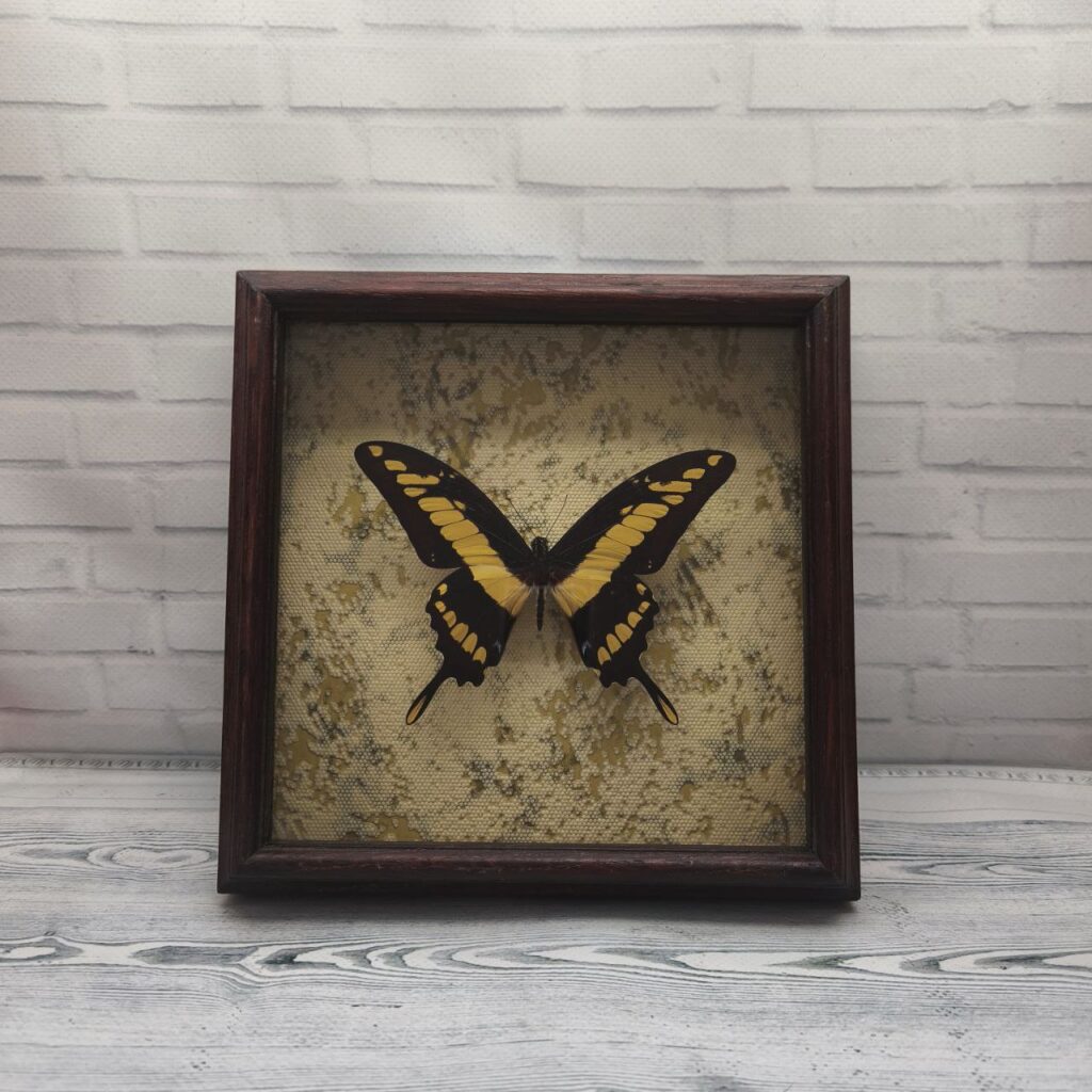 Метелик в рамці Papilio thoas