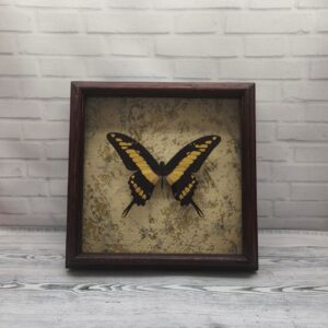 Метелик в рамці Papilio thoas