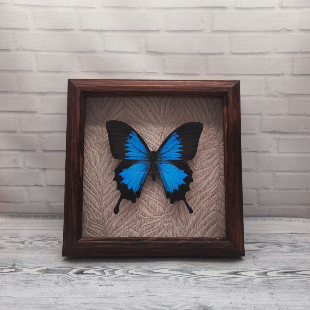 Метелик в рамці Papilio ulysses