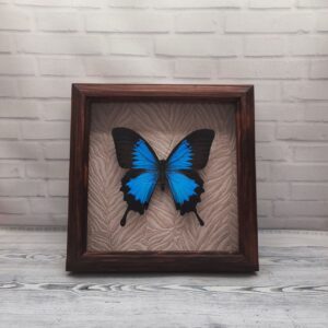 Метелик в рамці Papilio ulysses