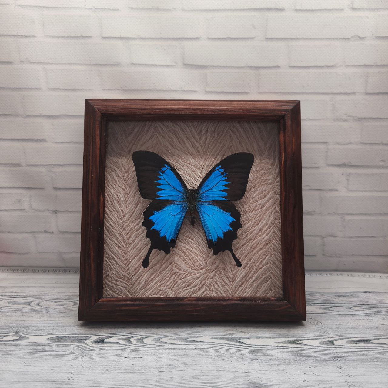 Метелик в рамці Papilio ulysses