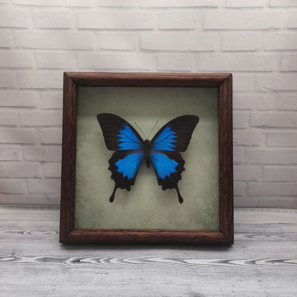 Метелик в рамці Papilio ulysses