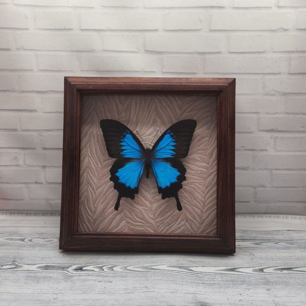 Метелик в рамці Papilio ulysses