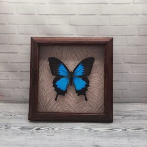 Метелик в рамці Papilio ulysses