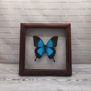 Метелик в рамці Papilio ulysses