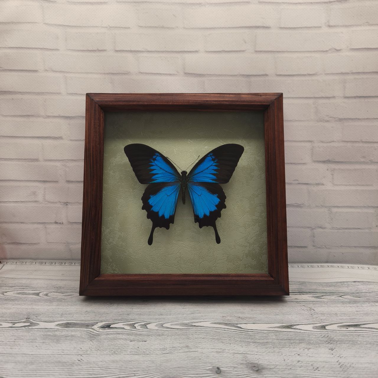 Метелик в рамці Papilio ulysses