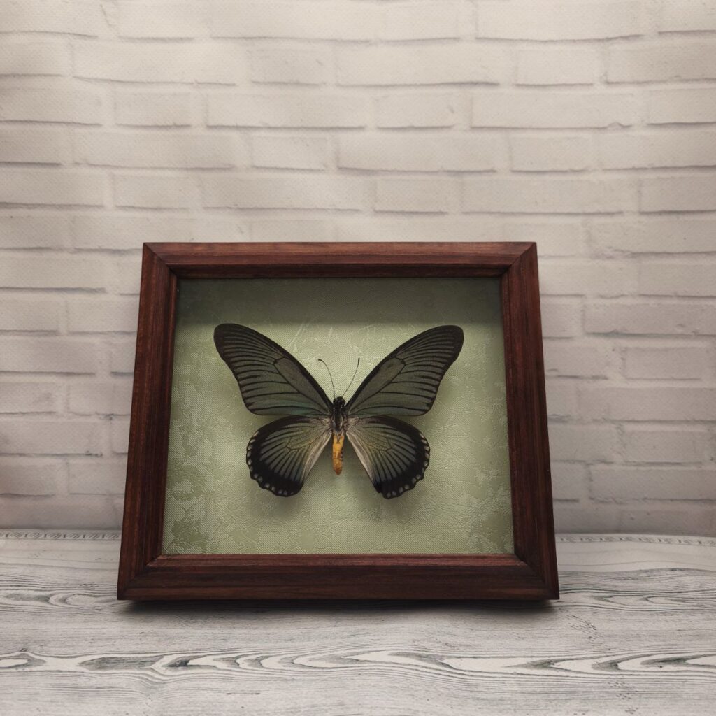 Метелик в рамці Papilio zalmoxis