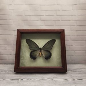 Метелик в рамці Papilio zalmoxis
