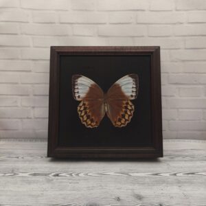 Метелик в рамці Stichophthalma louisa
