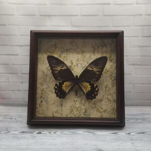 Метелик в рамці Troides cuneifera f