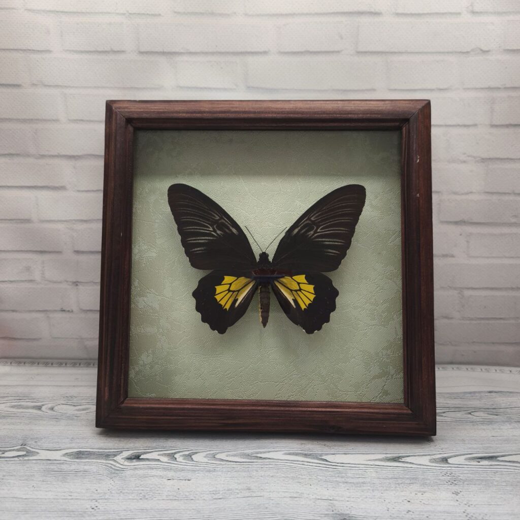 Метелик в рамці Troides rhadamantus m