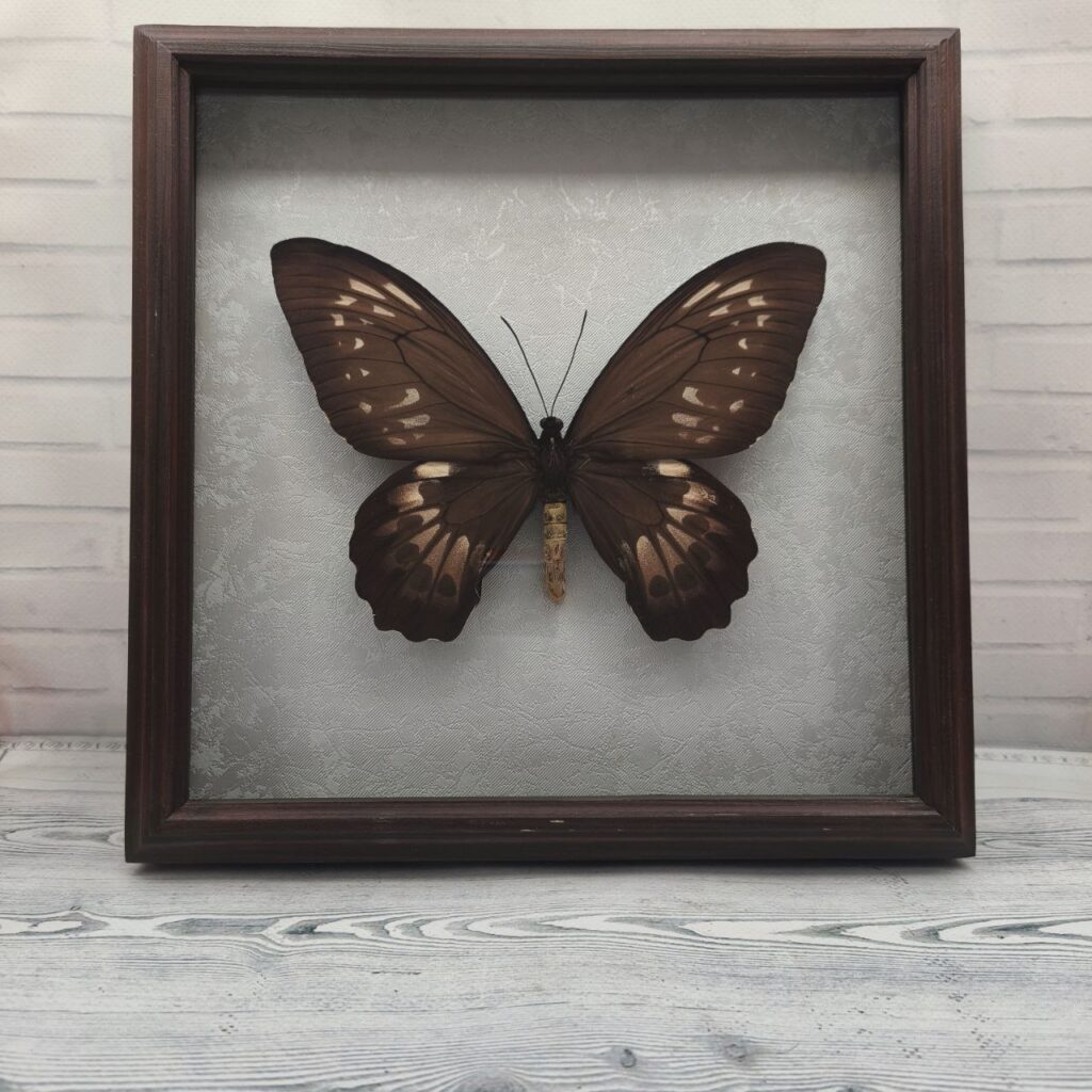 Метелик в рамці Ornithoptera priamus  f