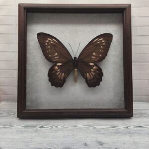 Метелик в рамці Ornithoptera priamus  f