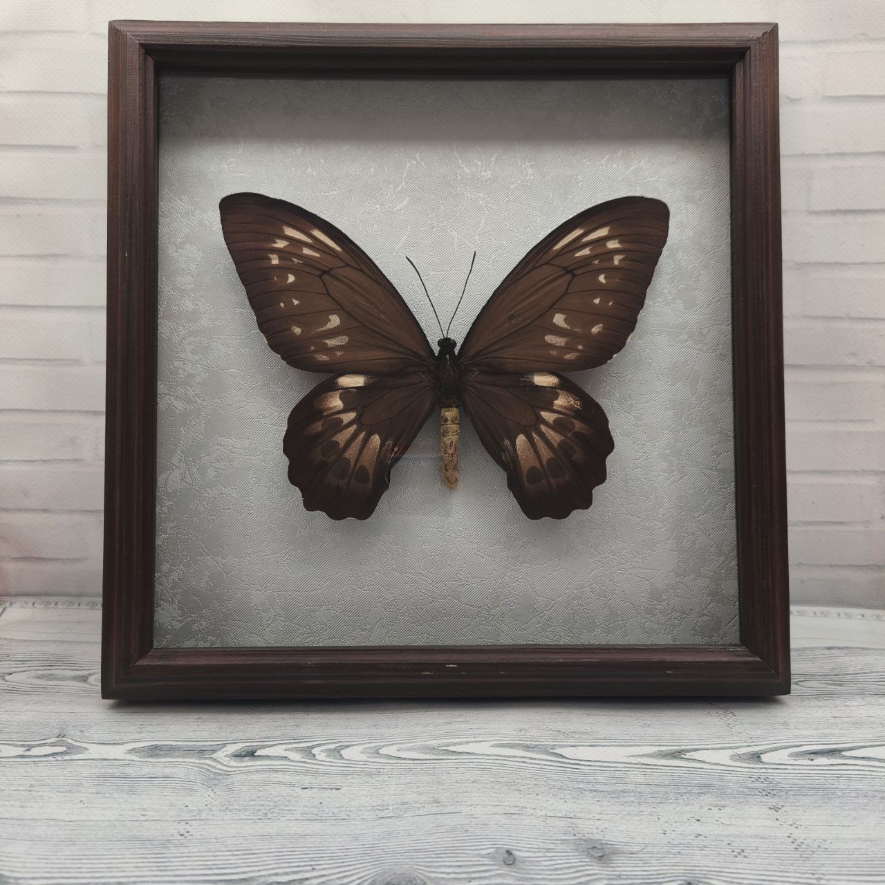 Метелик в рамці Ornithoptera priamus f