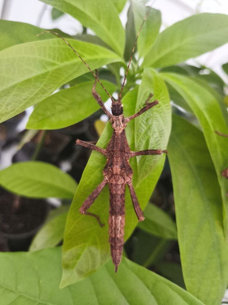 Паличник Кармелі (Trachyaretaon carmelae)