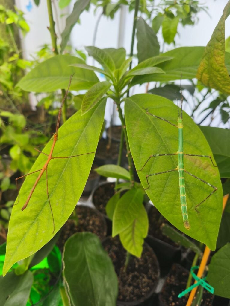 Паличник Глаукус (Myronides glaucus)