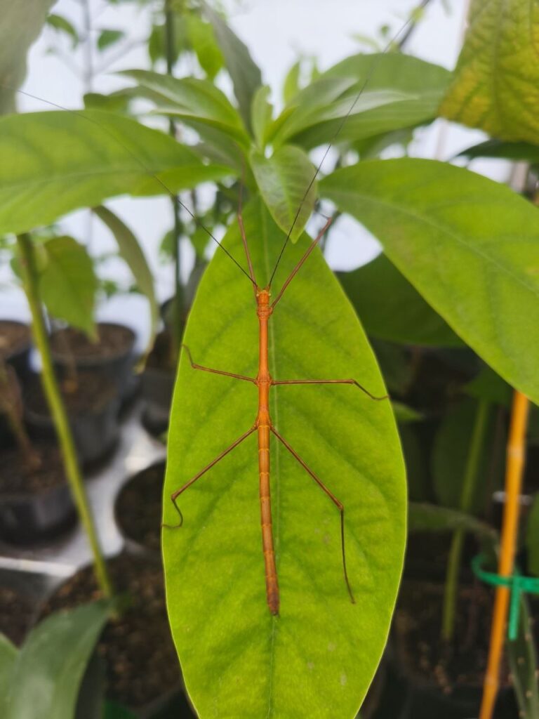 Паличник Глаукус (Myronides glaucus)