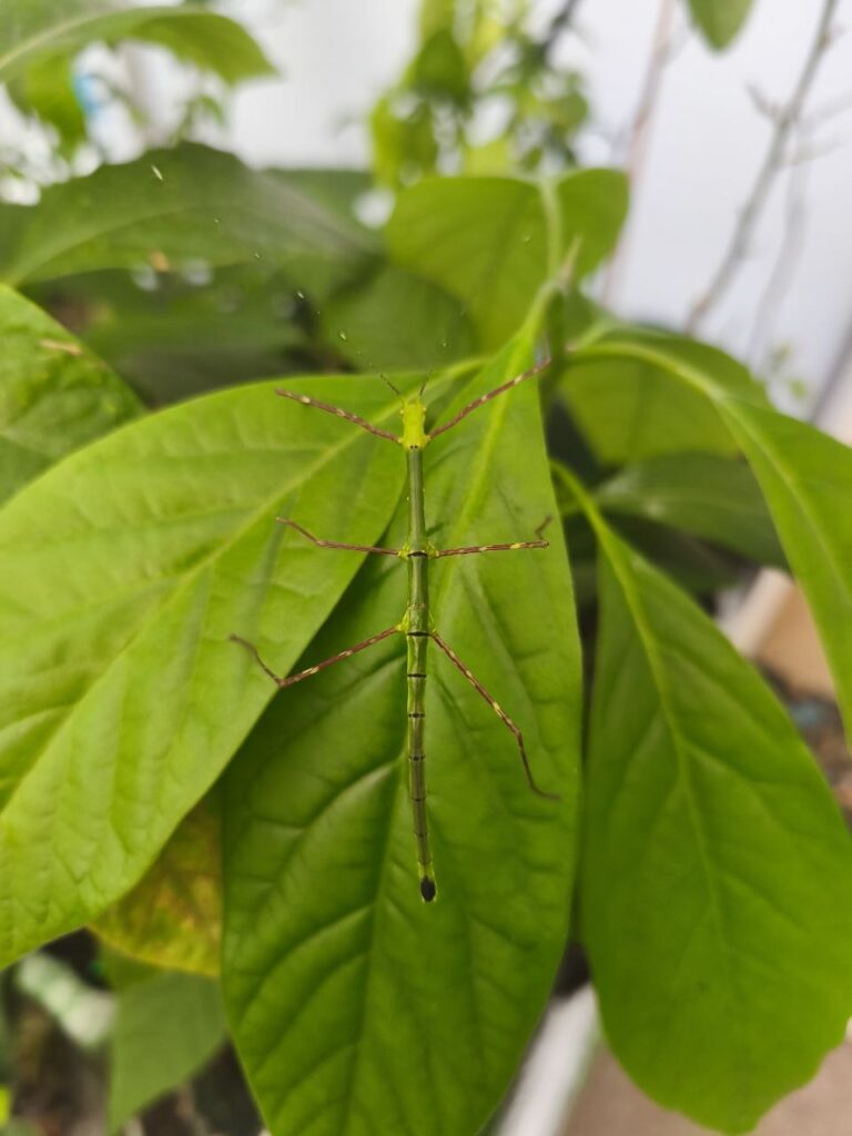 Паличник Глаукус (Myronides glaucus)