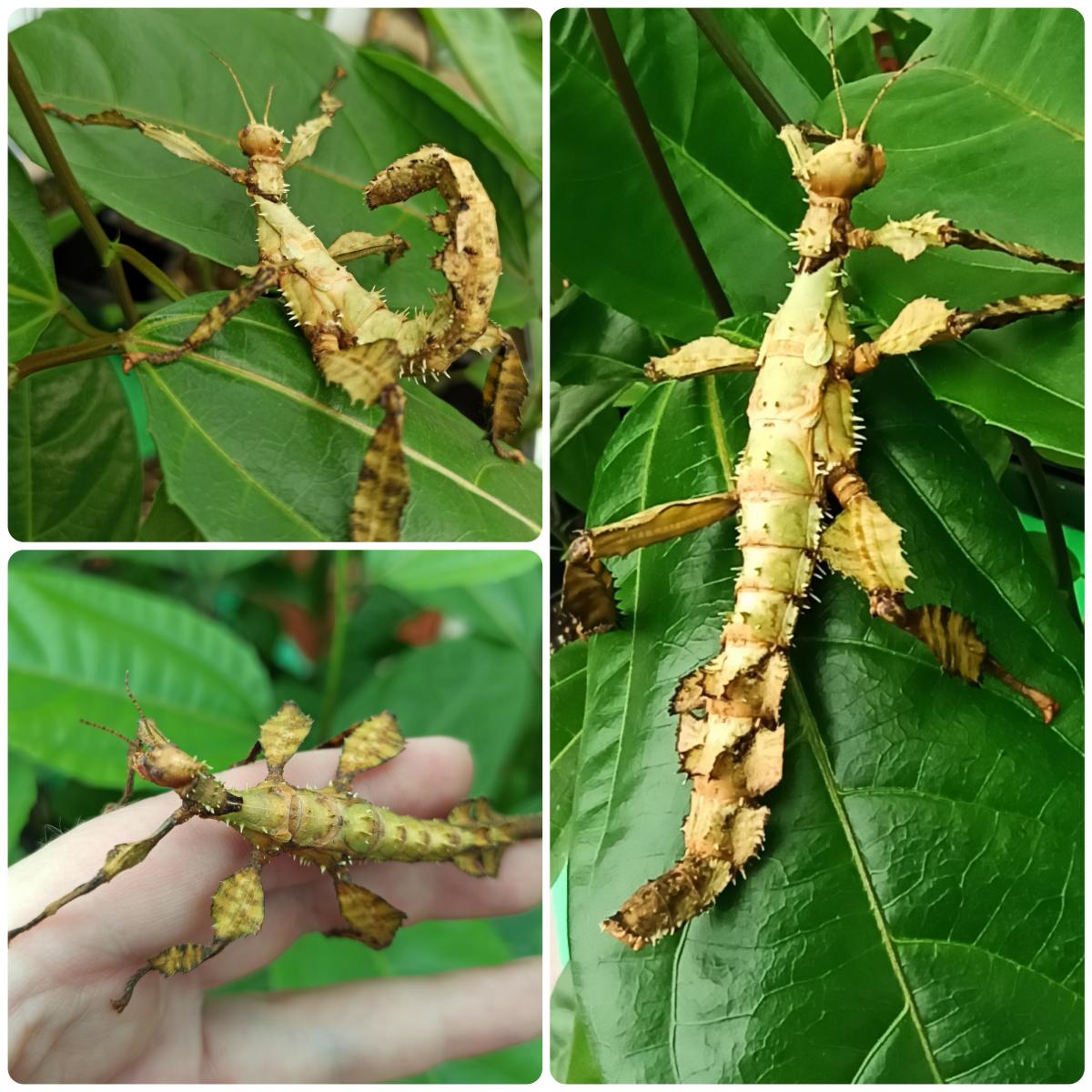 Паличник Маклея або гігантський австралійський (Extatosoma tiaratum)