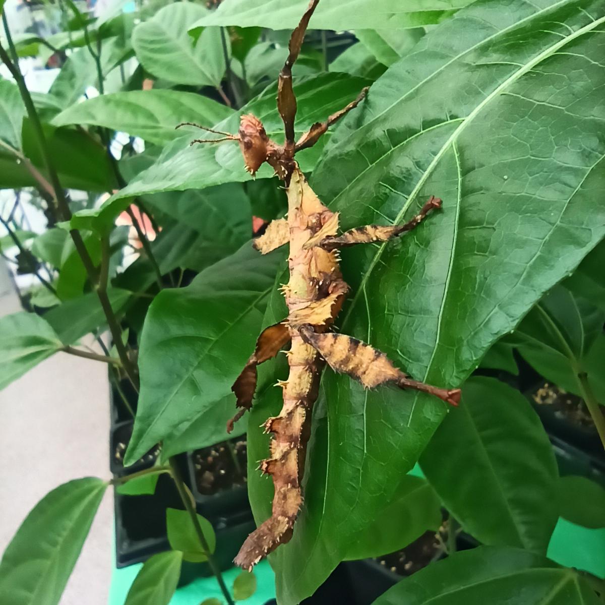 Паличник Маклея або гігантський австралійський (Extatosoma tiaratum) - Зображення 5