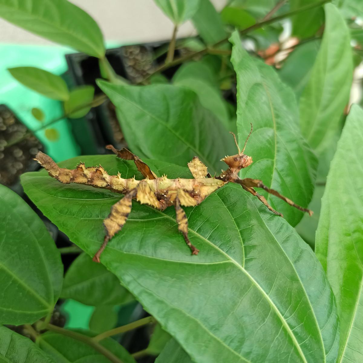 Паличник Маклея або гігантський австралійський (Extatosoma tiaratum) - Зображення 4
