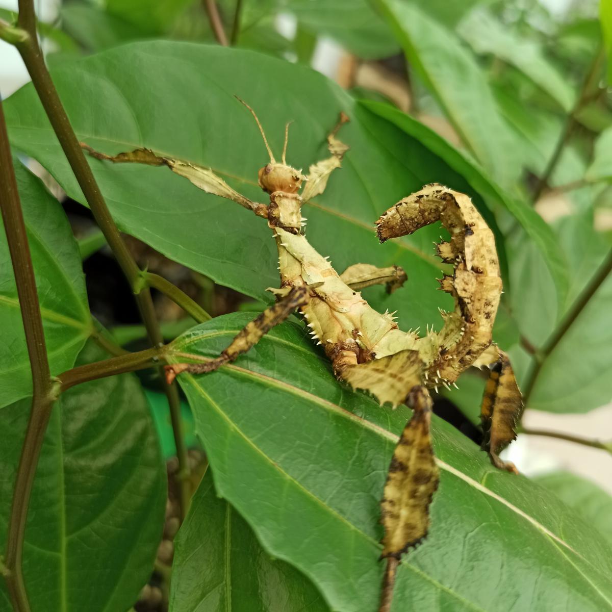 Паличник Маклея або гігантський австралійський (Extatosoma tiaratum) - Зображення 3