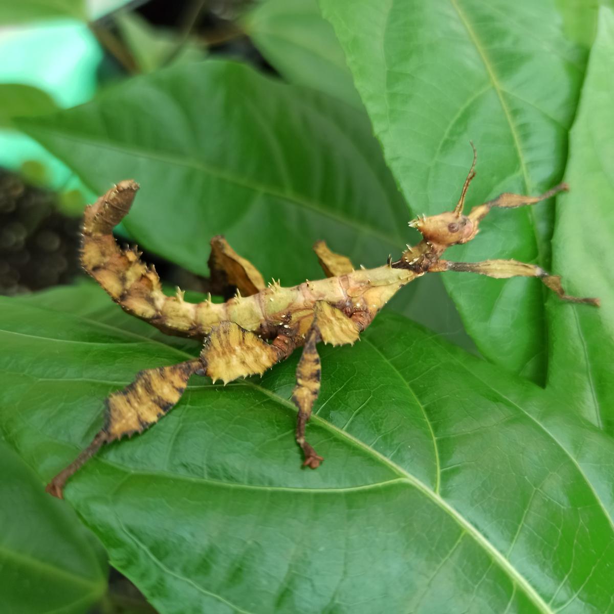 Паличник Маклея або гігантський австралійський (Extatosoma tiaratum) - Зображення 2