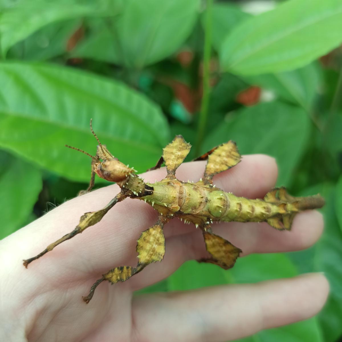 Паличник Маклея або гігантський австралійський (Extatosoma tiaratum) - Зображення 9
