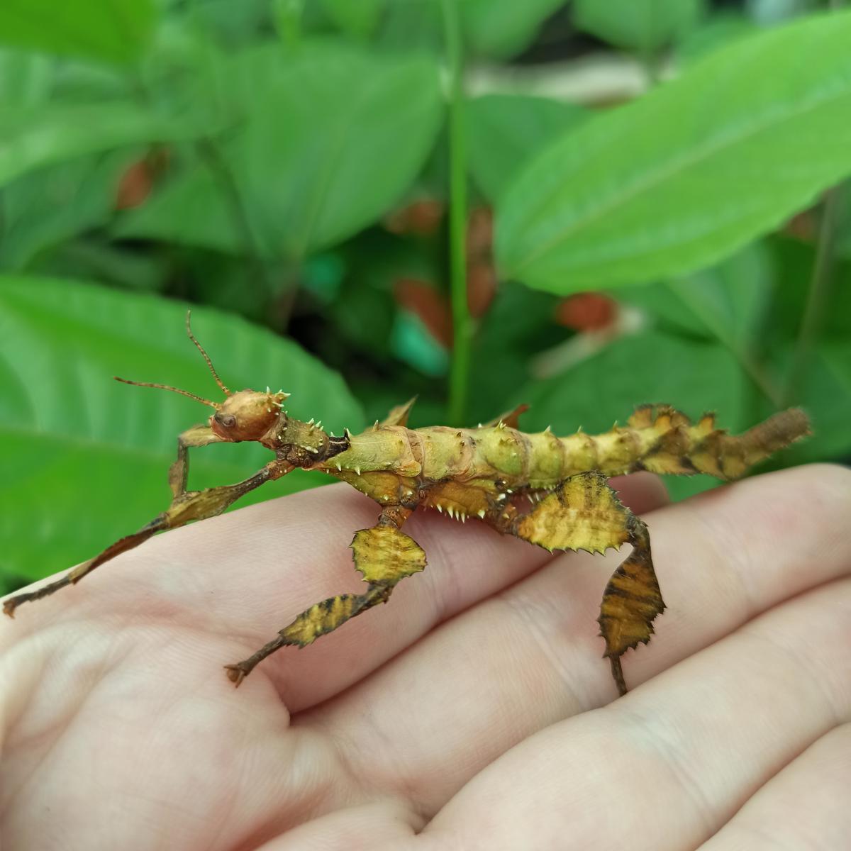 Паличник Маклея або гігантський австралійський (Extatosoma tiaratum) - Зображення 8