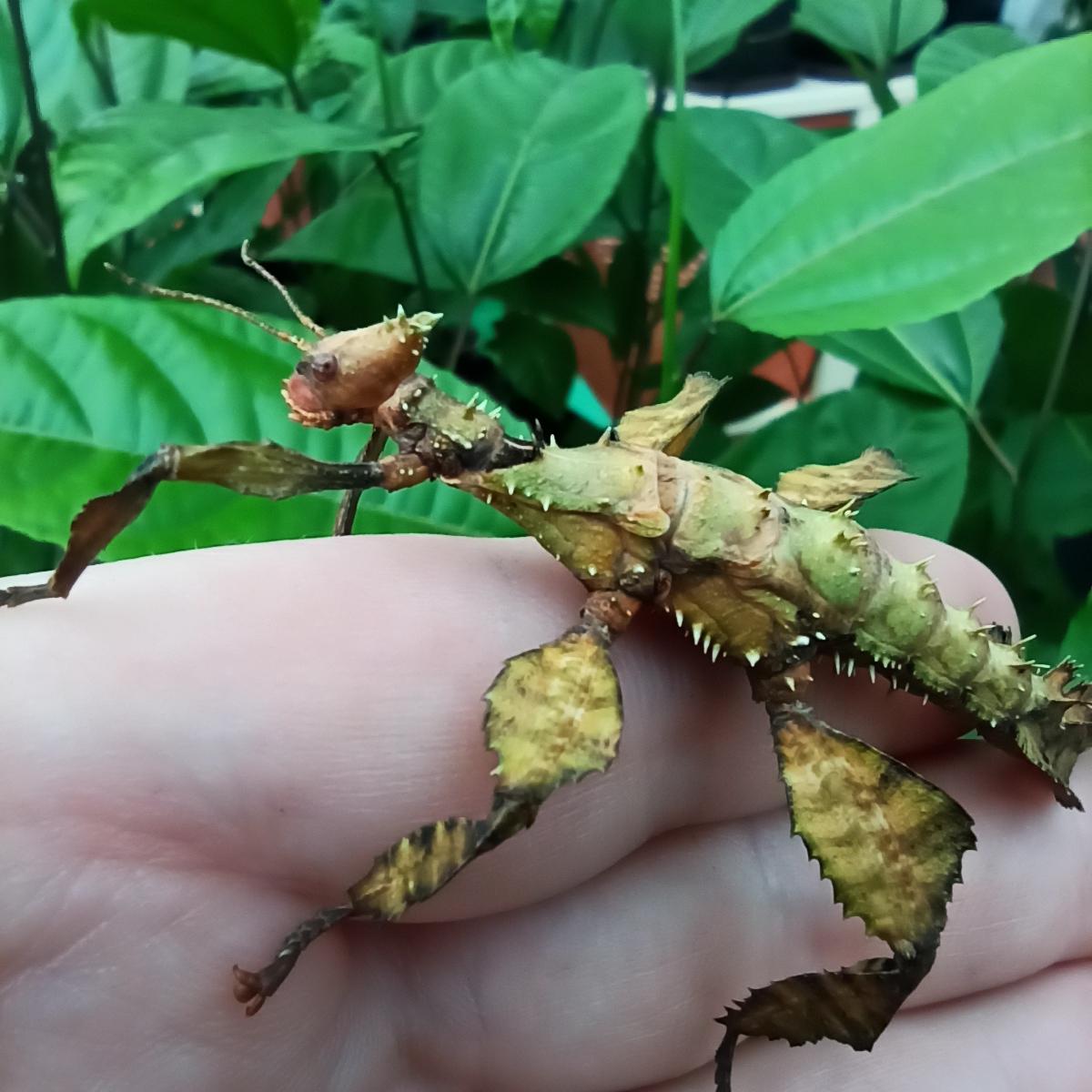 Паличник Маклея або гігантський австралійський (Extatosoma tiaratum) - Зображення 10