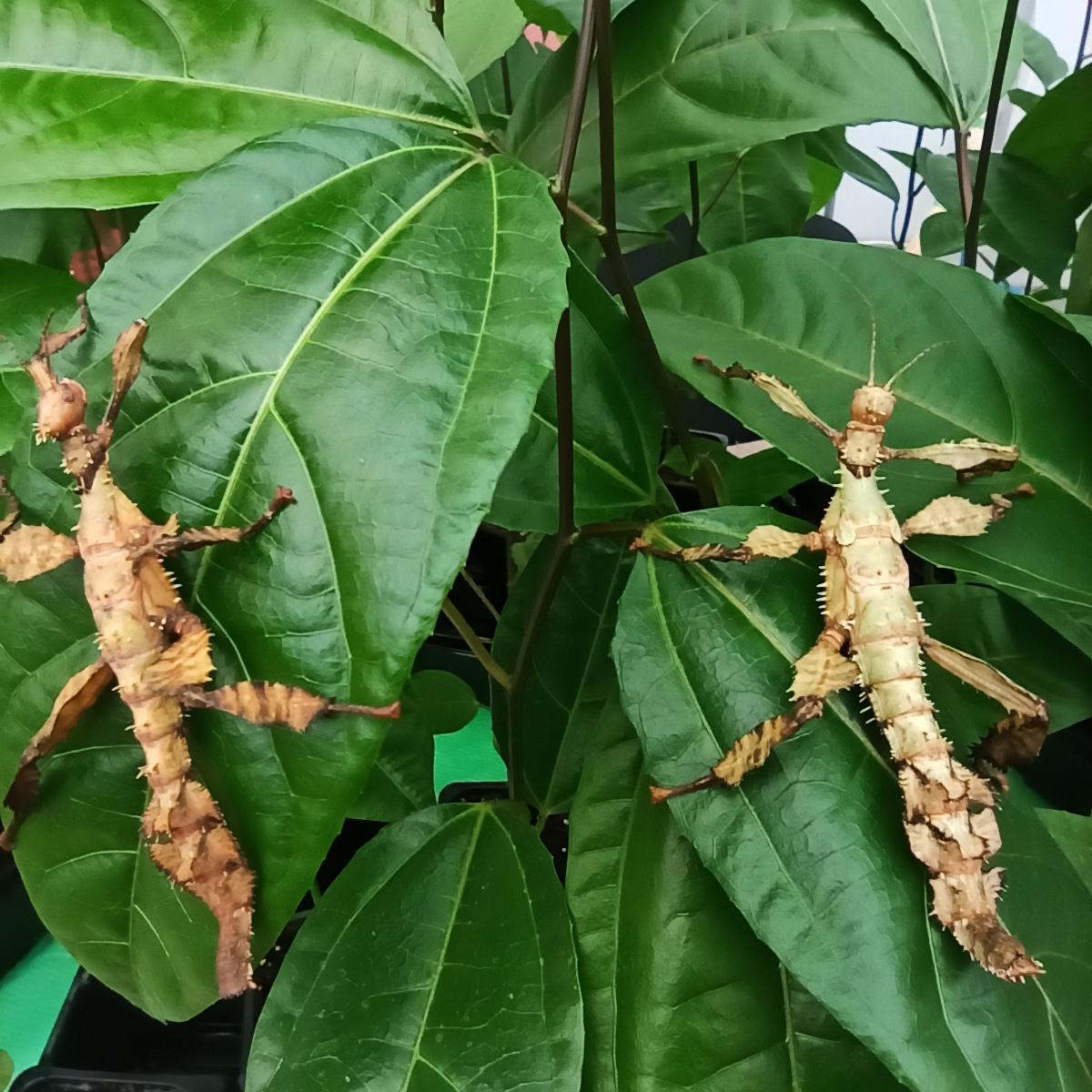 Паличник Маклея або гігантський австралійський (Extatosoma tiaratum) - Зображення 7