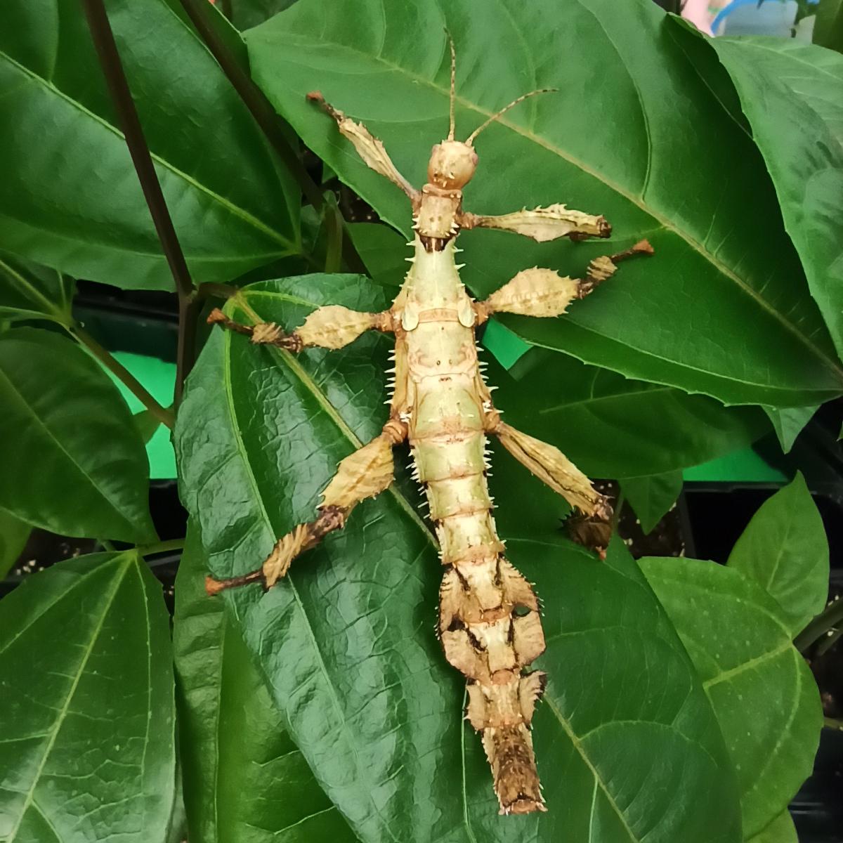 Паличник Маклея або гігантський австралійський (Extatosoma tiaratum) - Зображення 6