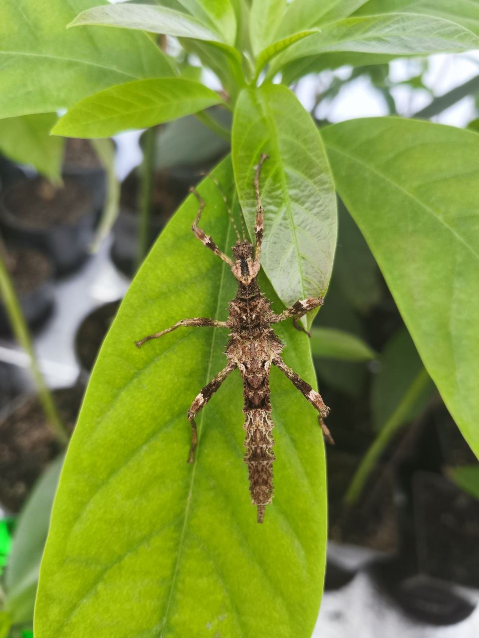 Паличник Північний Лусон (Trachyaretaon sp. North Luzon) - Зображення 2