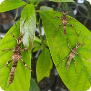 Паличник Північний Лусон (Trachyaretaon sp. North Luzon)