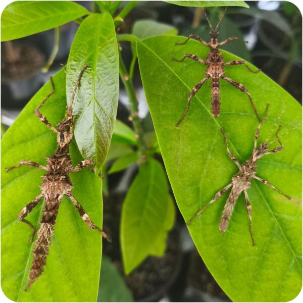 Паличник Північний Лусон (Trachyaretaon sp. North Luzon)