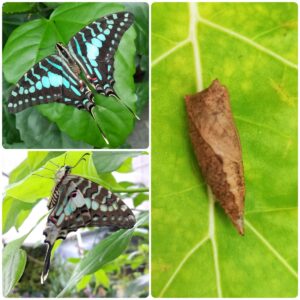 Лялечка метелика Graphium antheus