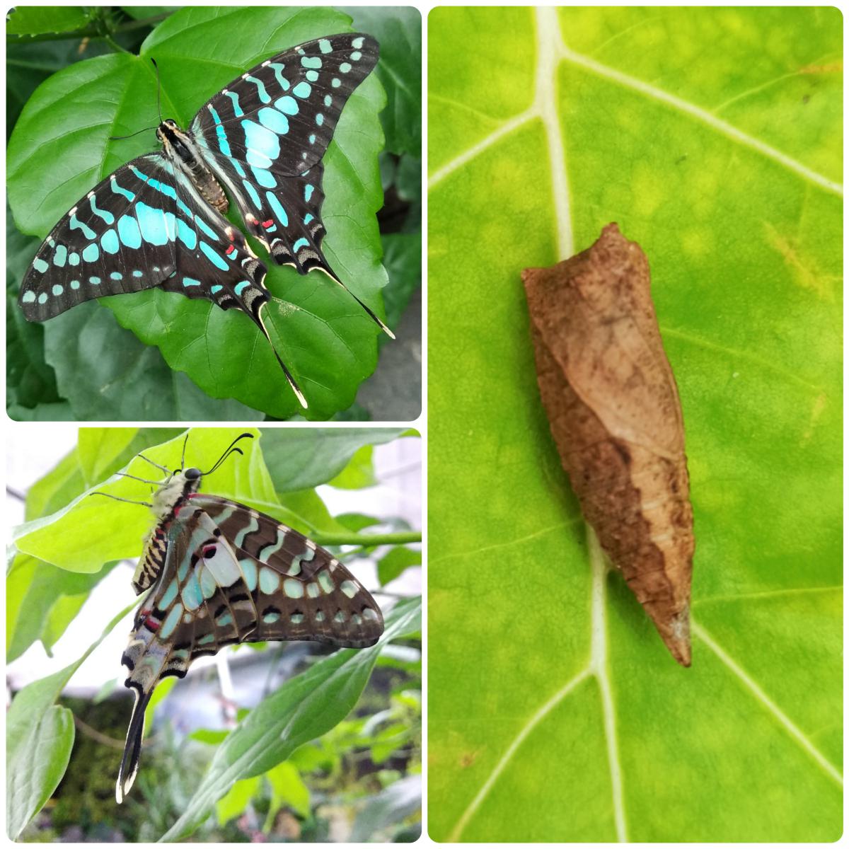 Лялечка метелика Graphium antheus