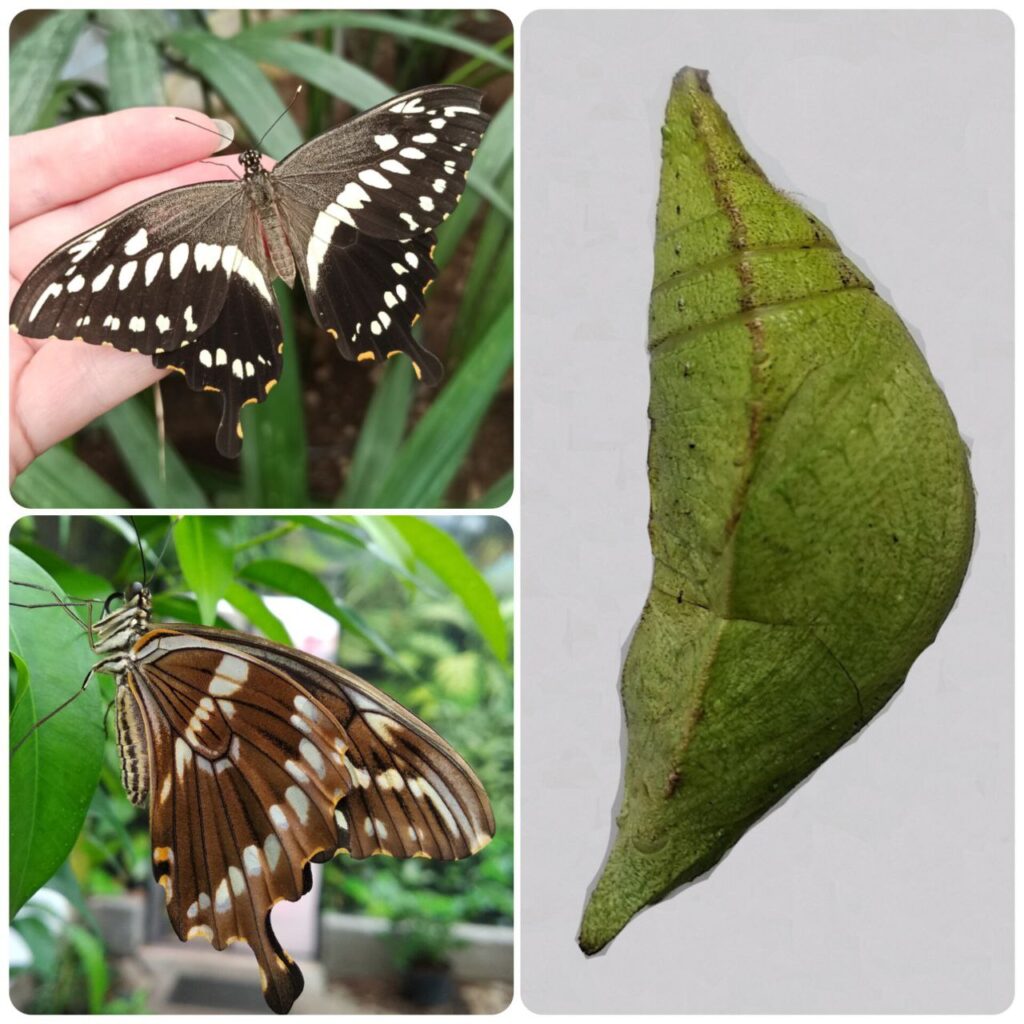 Лялечка метелика Papilio constantinus