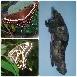 Лялечка метелика Papilio lormieri