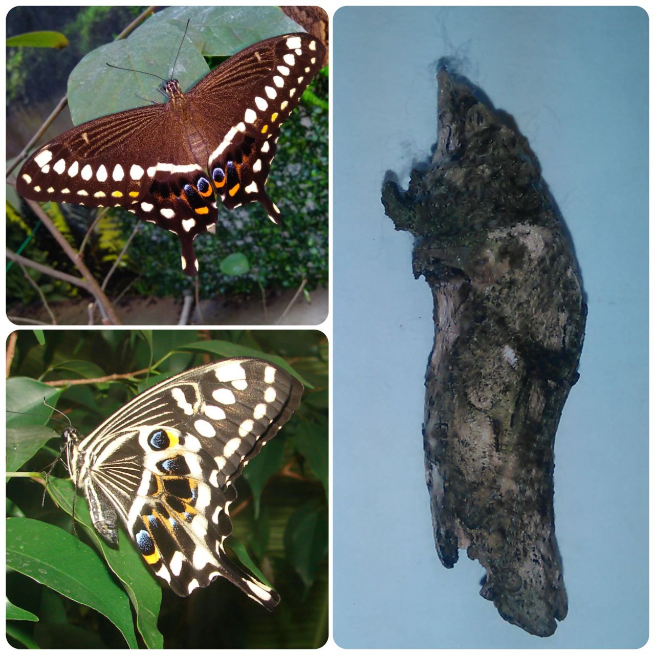 Лялечка метелика Papilio lormieri