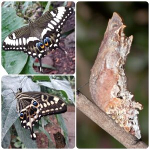 Лялечка метелика Papilio ophidicephalus