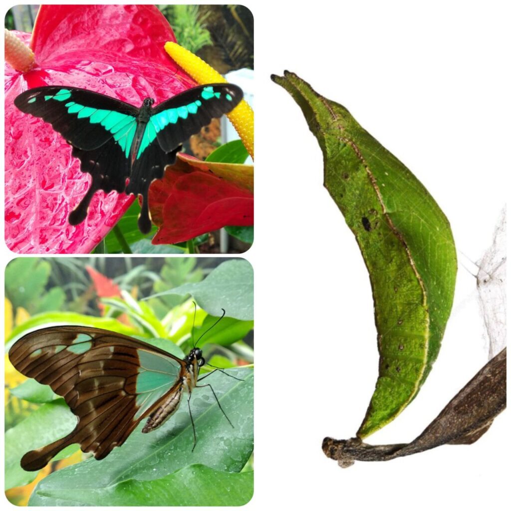 Лялечка метелика Papilio phorcas